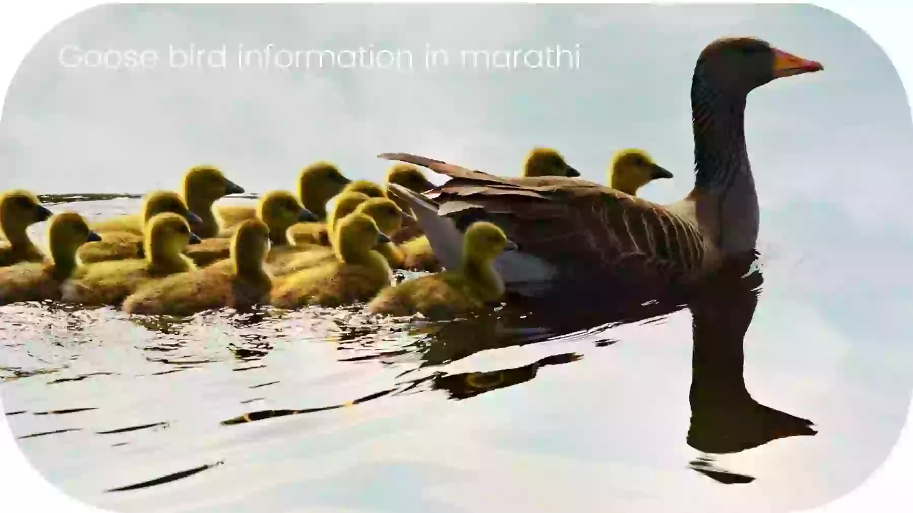 Goose bird information in marathi