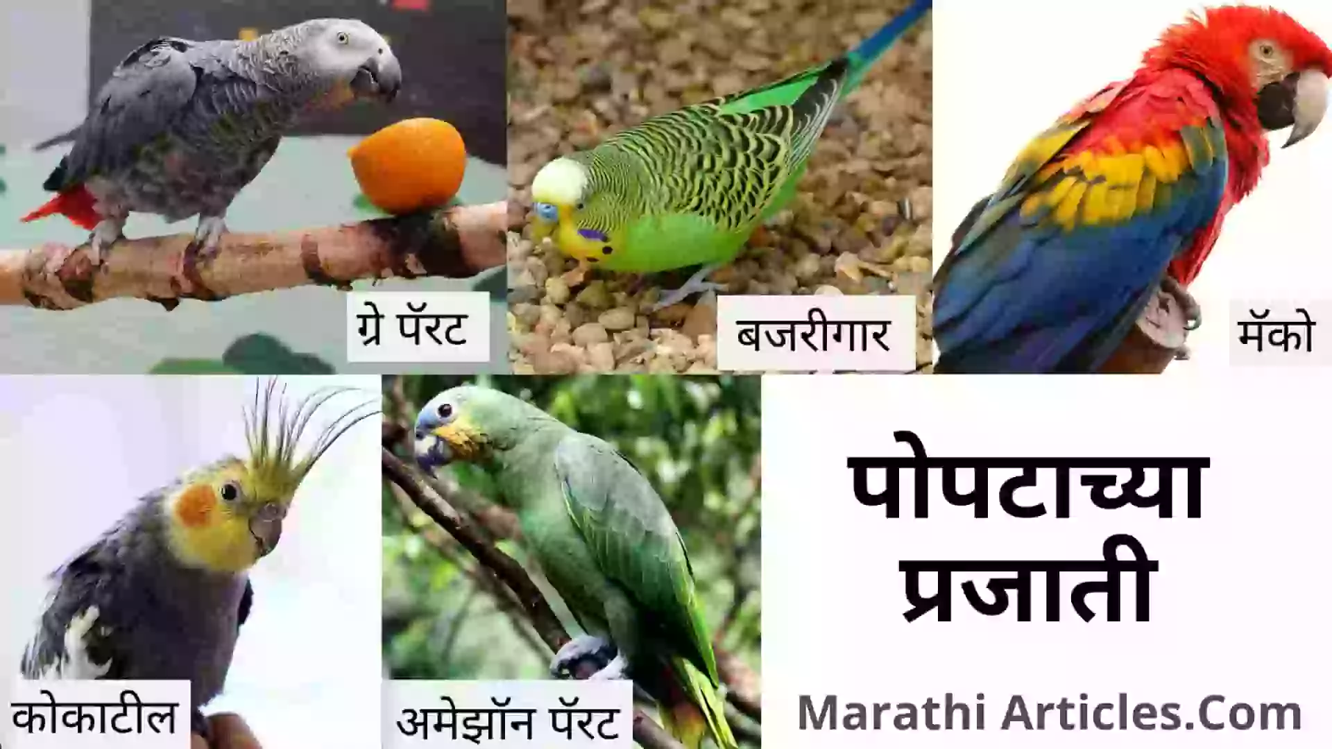 Information about parrot in marathi