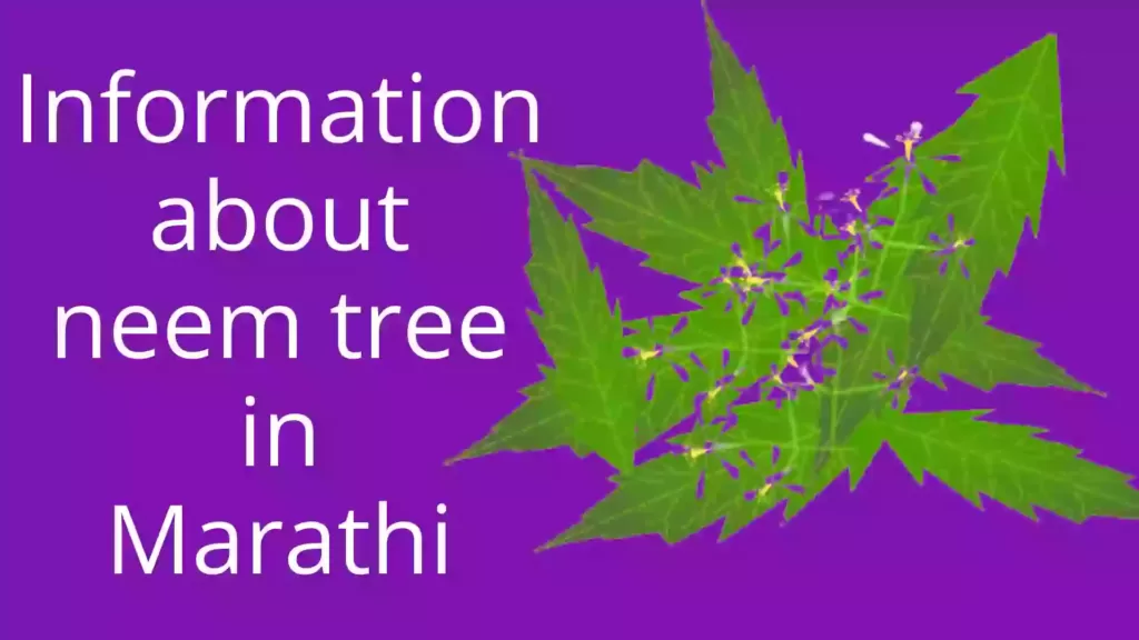 Information about neem tree in Marathi